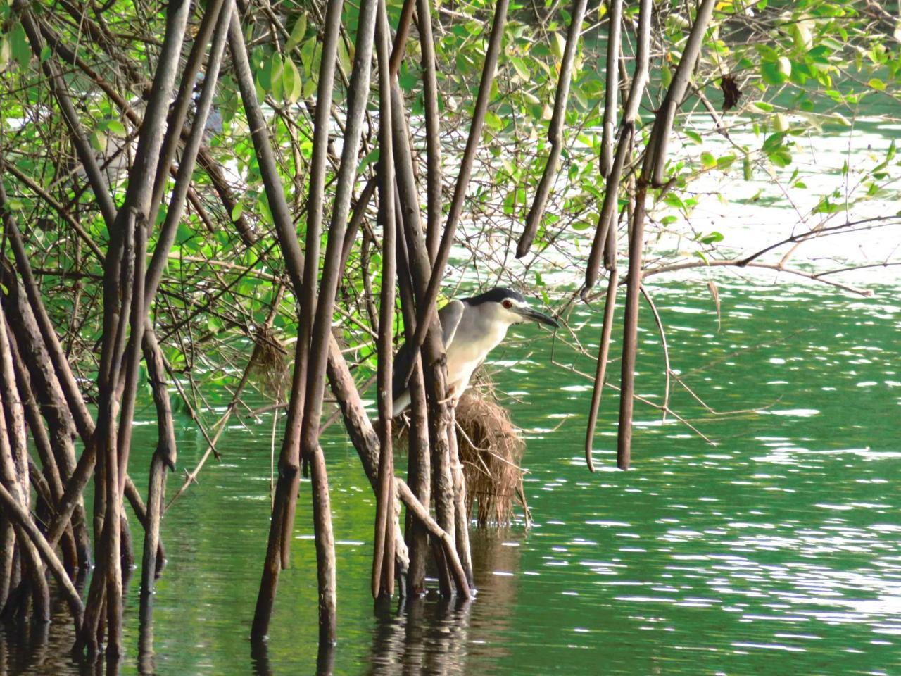 Beach Lagoon Guesthouse Tangalle Extérieur photo