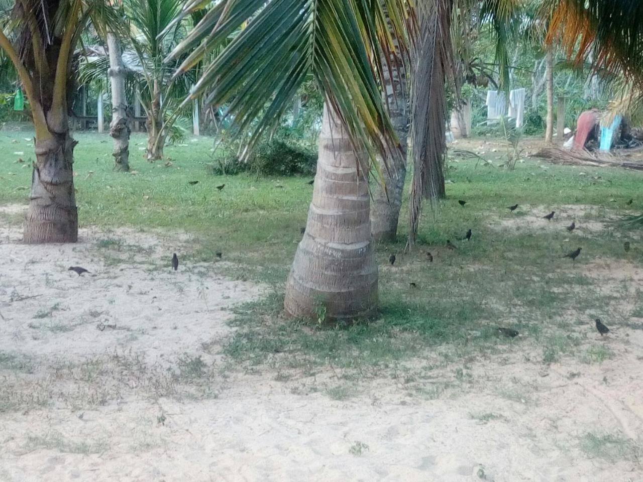 Beach Lagoon Guesthouse Tangalle Extérieur photo