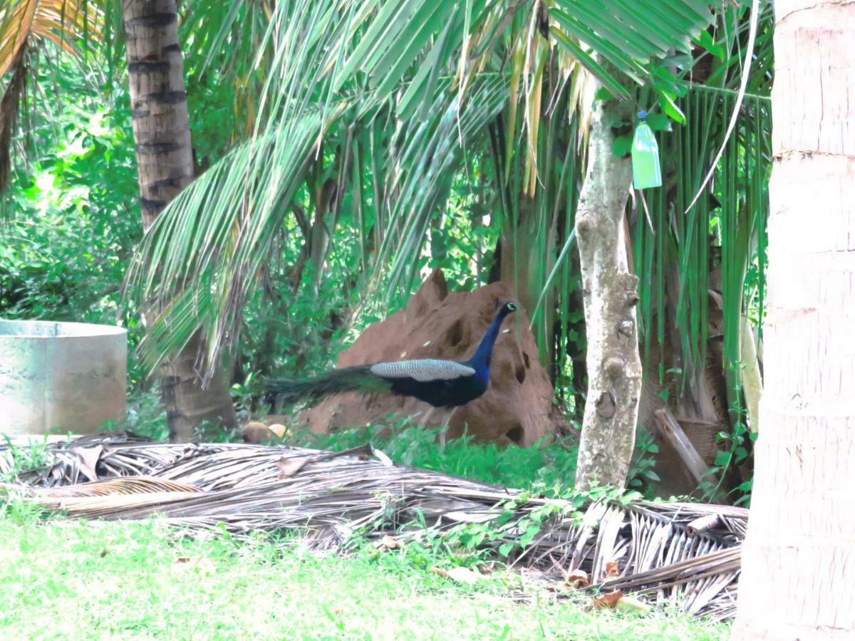 Beach Lagoon Guesthouse Tangalle Extérieur photo